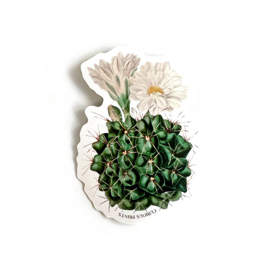 Vintage Botanical Cactus Flower Sticker