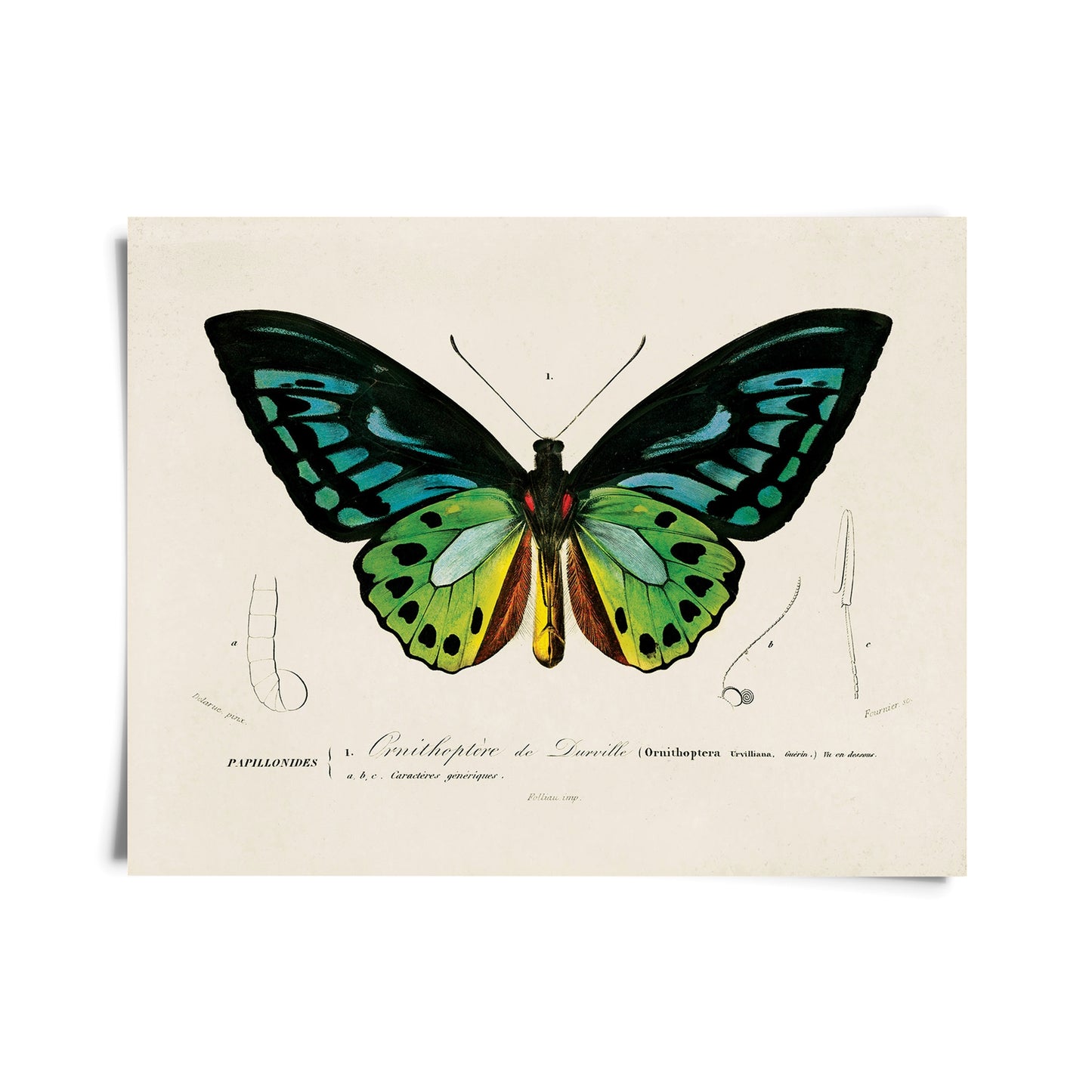 Vintage D'orbigny Green Butterfly Print