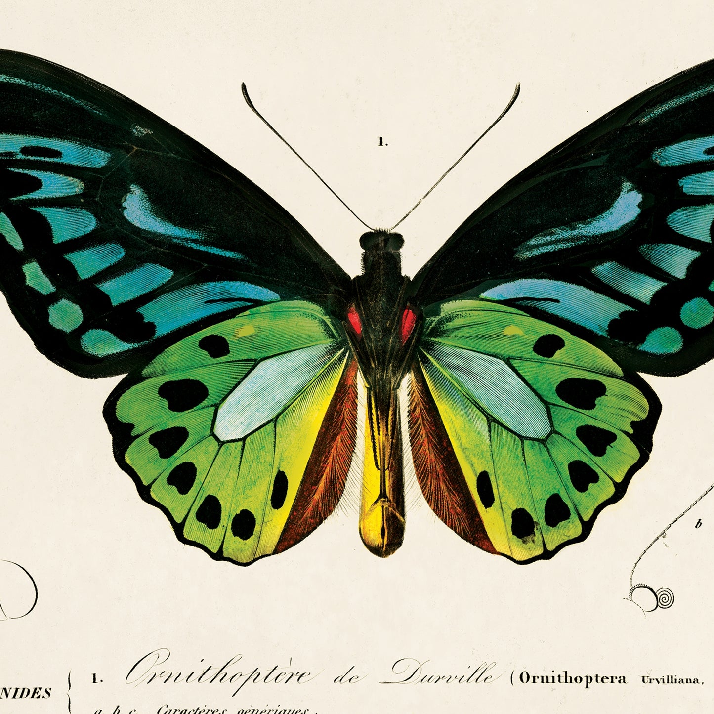 Vintage D'orbigny Green Butterfly Print