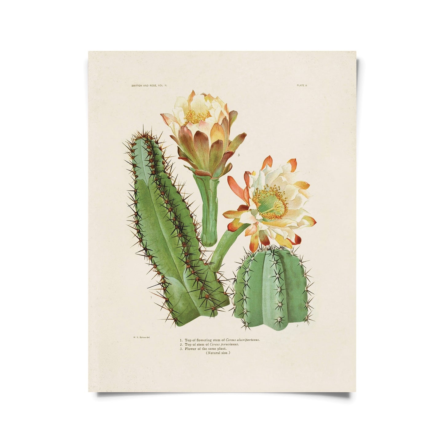 Vintage Botanical San Pedro Cactus Blossom 1913 Print