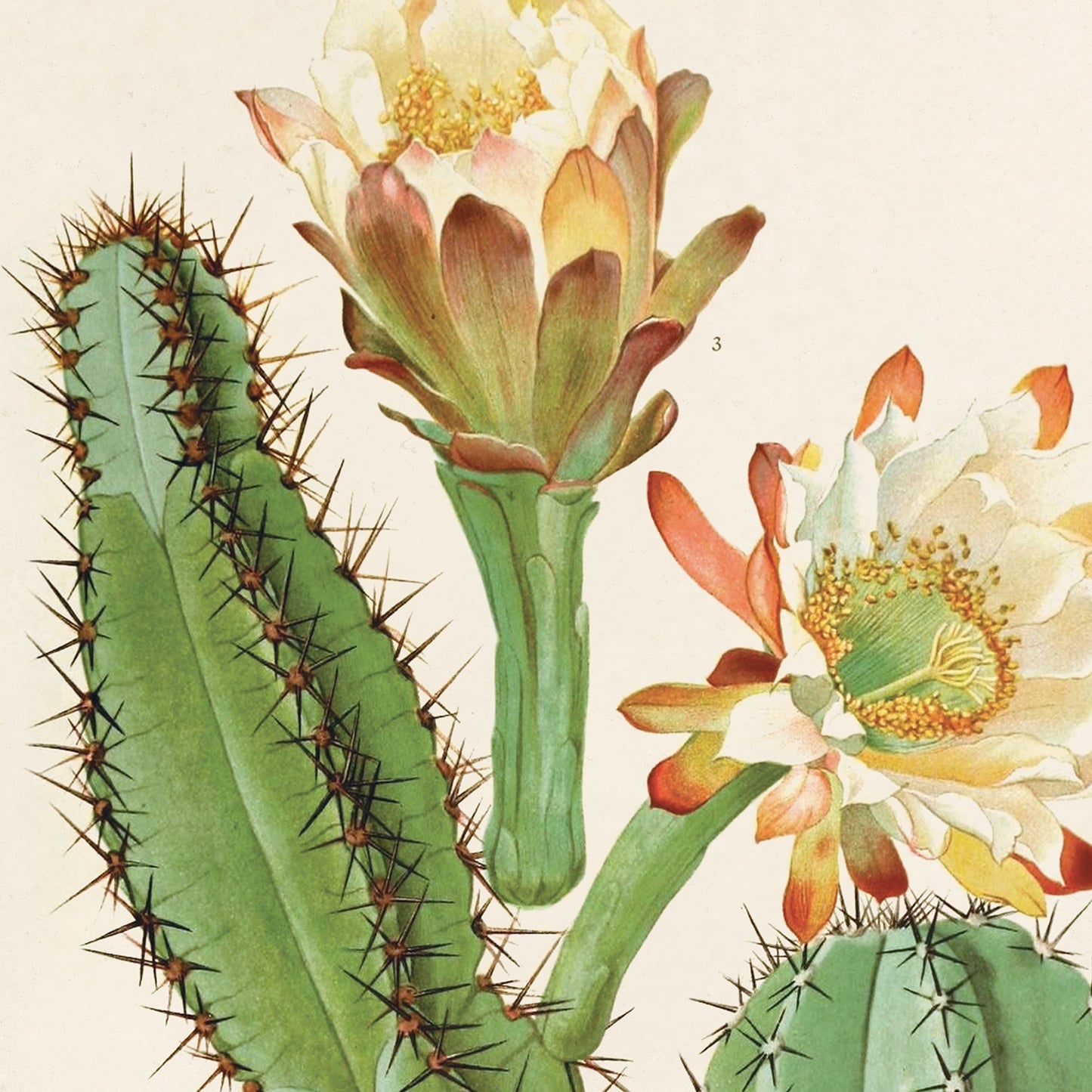 Vintage Botanical San Pedro Cactus Blossom 1913 Print