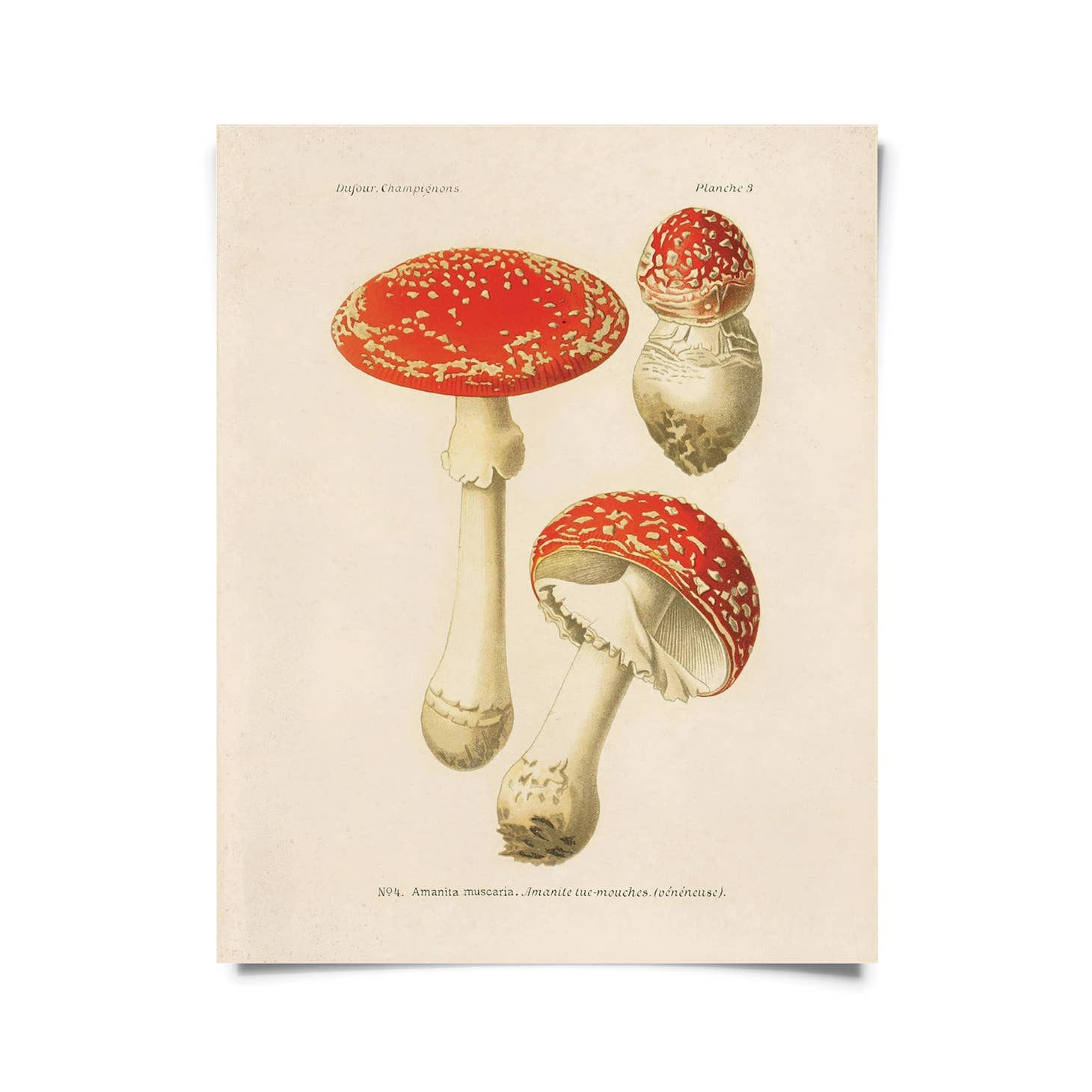 vintage mushroom bookmark
